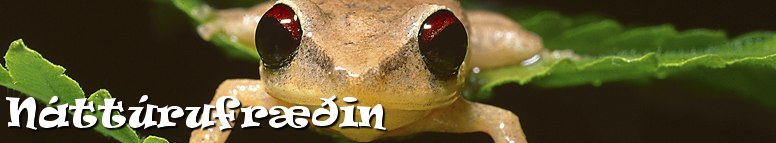 http://www.netskoli.is/serverkefni/stodnam/theme/images/bg/header_image4.jpg